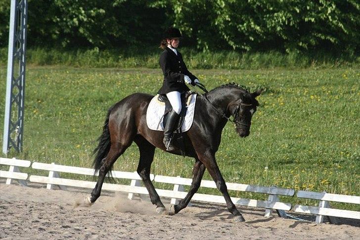 Dansk Varmblod Armani (lillebror)( tidligere hest)  billede 8