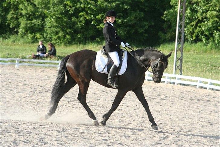 Dansk Varmblod Armani (lillebror)( tidligere hest)  billede 9