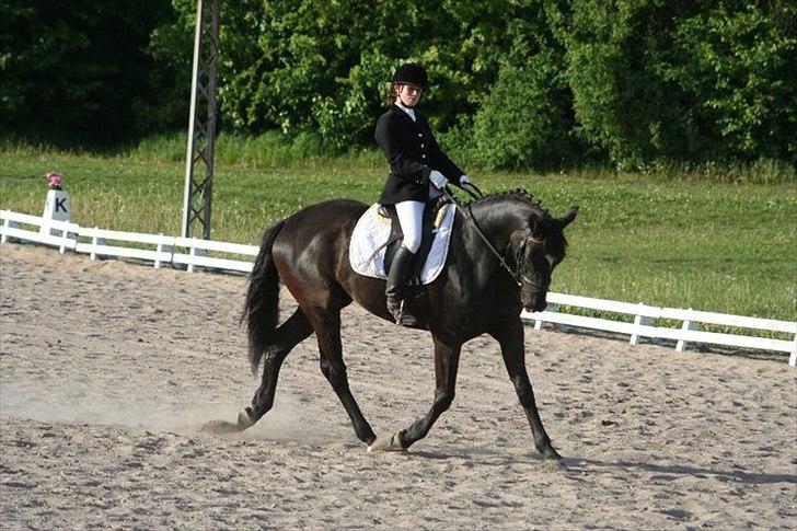 Dansk Varmblod Armani (lillebror)( tidligere hest)  billede 10