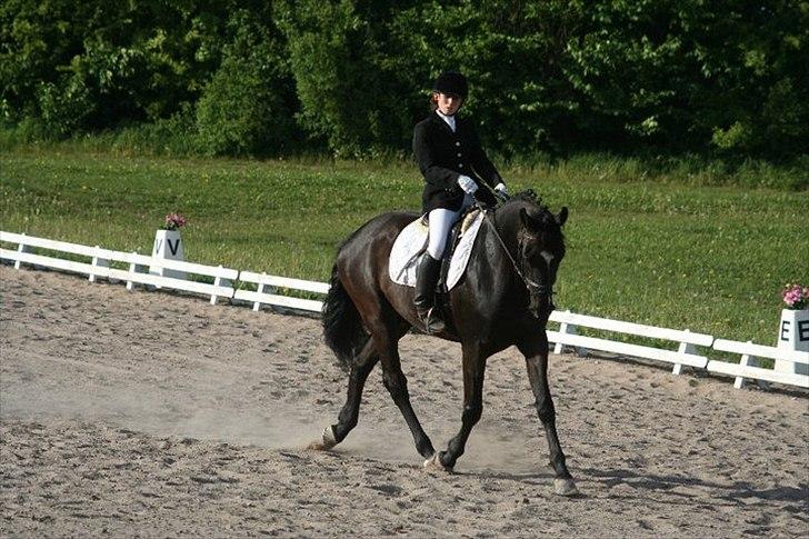 Dansk Varmblod Armani (lillebror)( tidligere hest)  billede 11