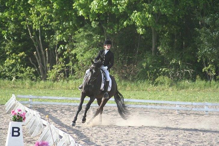 Dansk Varmblod Armani (lillebror)( tidligere hest)  billede 12