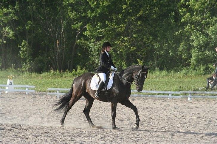 Dansk Varmblod Armani (lillebror)( tidligere hest)  billede 13