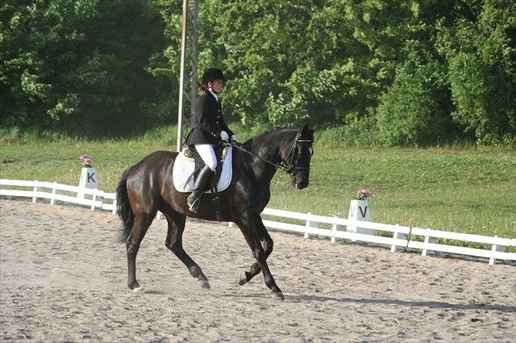 Dansk Varmblod Armani (lillebror)( tidligere hest)  billede 14