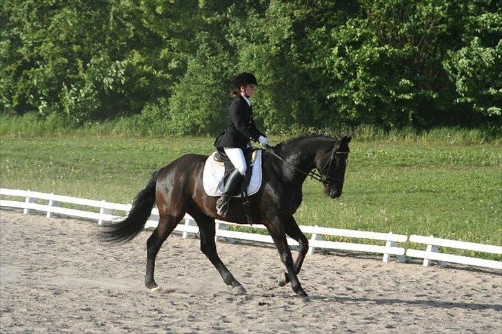 Dansk Varmblod Armani (lillebror)( tidligere hest)  billede 15