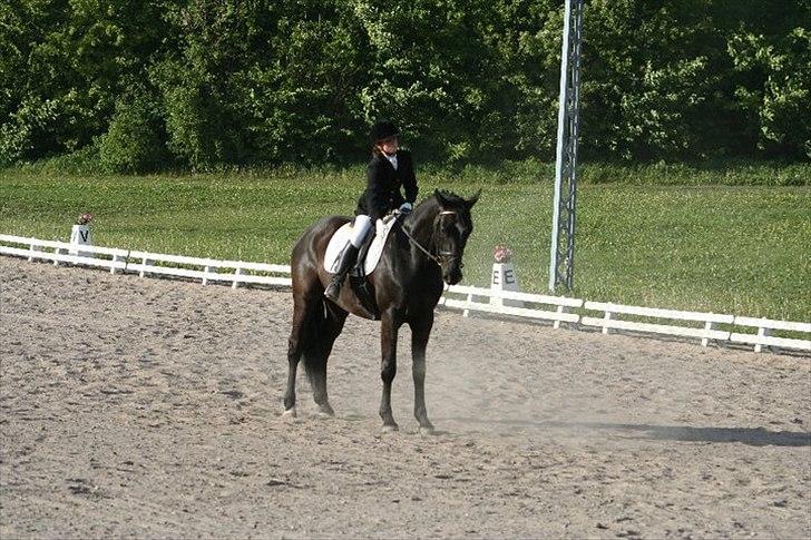 Dansk Varmblod Armani (lillebror)( tidligere hest)  billede 16