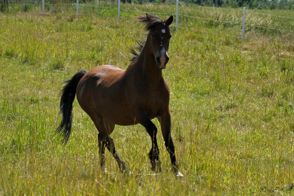 Anden særlig race Sheran - Lækkerhed <3 Foto: Mig billede 20