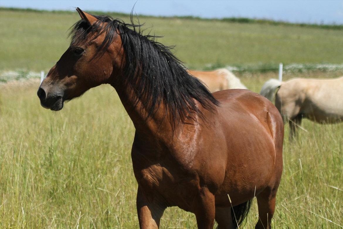 Anden særlig race Sheran - Charme, selvtillid & lækkert hår! + En fantastisk hest<3 Foto: Mig billede 1