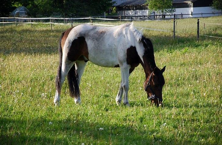 Pinto Munkeborgs Cloudy B-pony - bassen på græsfold :-*  billede 15