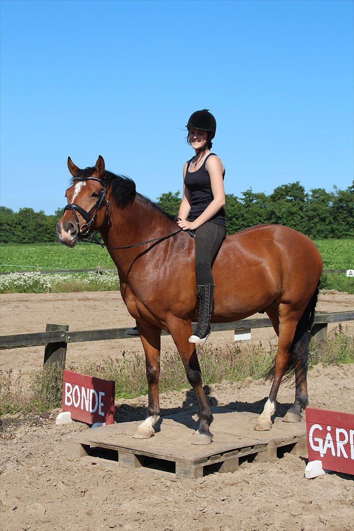 Anden særlig race  Pardo - A Part Of Me! :* - Dygtig pony!  Foto: Tenna Andersen billede 17