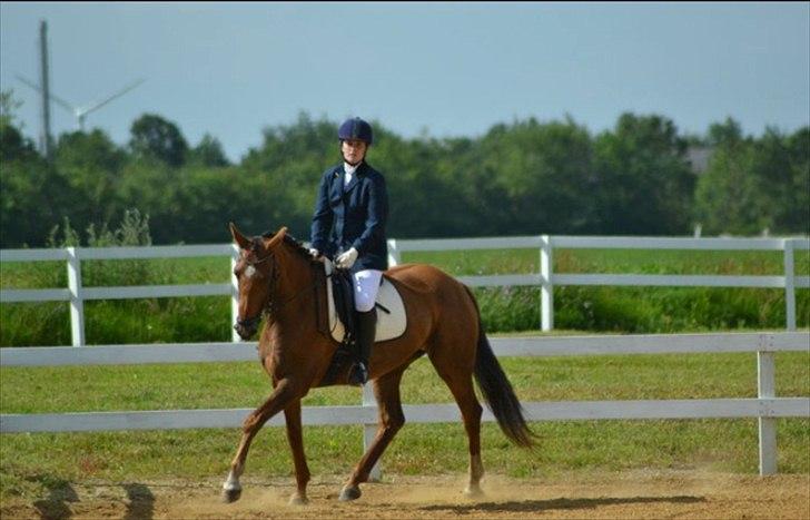 Dansk Varmblod  Chanelle R.I.P billede 9