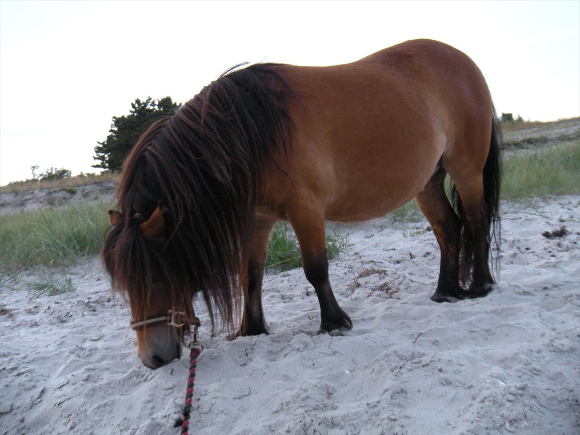 Shetlænder Stald Haven´s  Chloe - første gang på stranden 6 juli 2011 billede 1