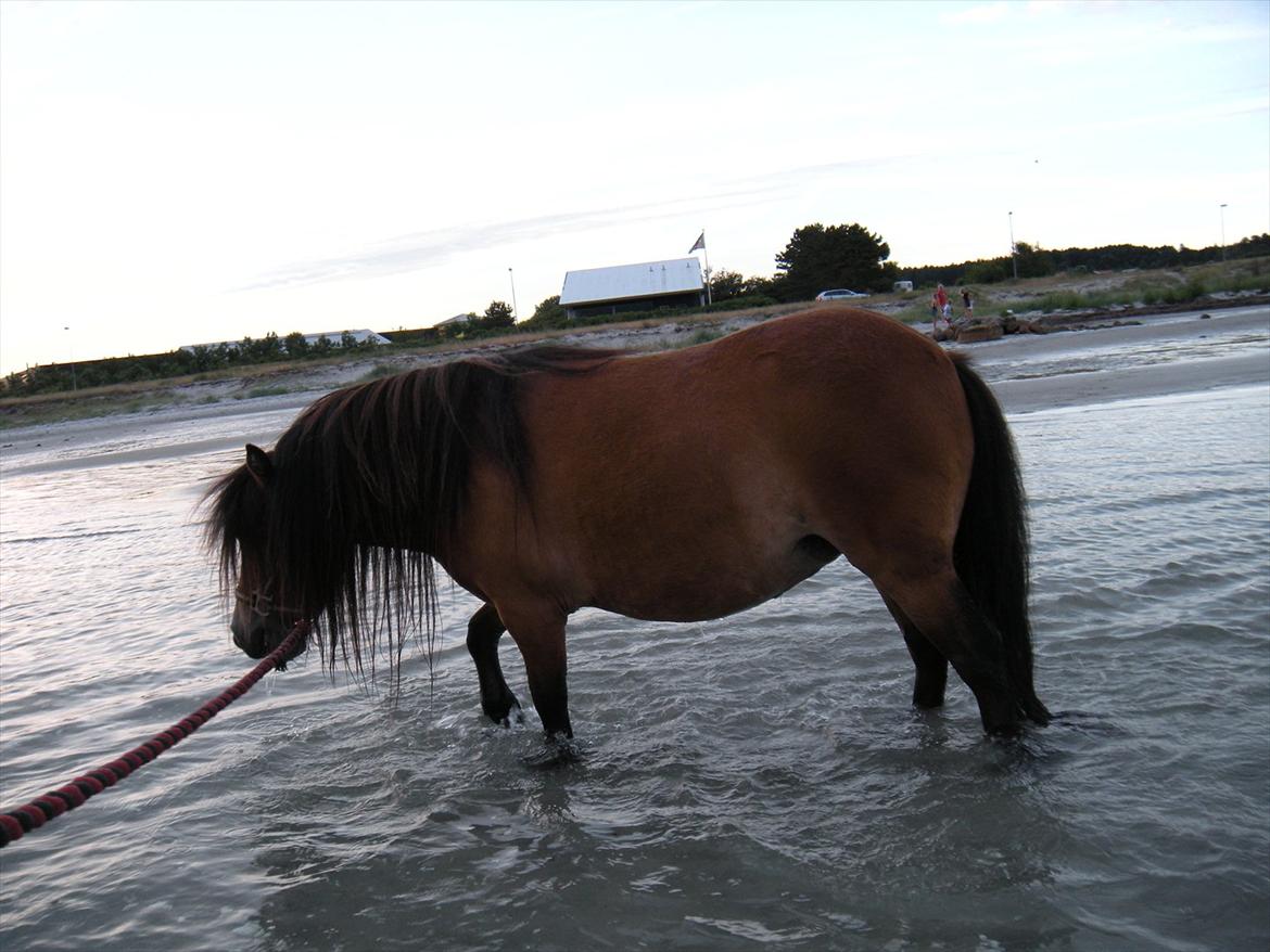 Shetlænder Stald Haven´s  Chloe - Så kom hun også i vandet billede 2