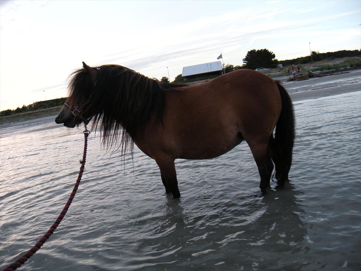 Shetlænder Stald Haven´s  Chloe - Griner af det hele billede 3