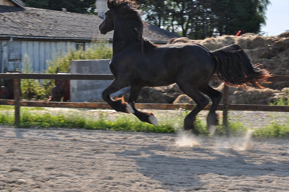 Frieser Fighter Kongsted - Flyvende Hollænder i galop (Fighter 2 år & 4 mdr) billede 2