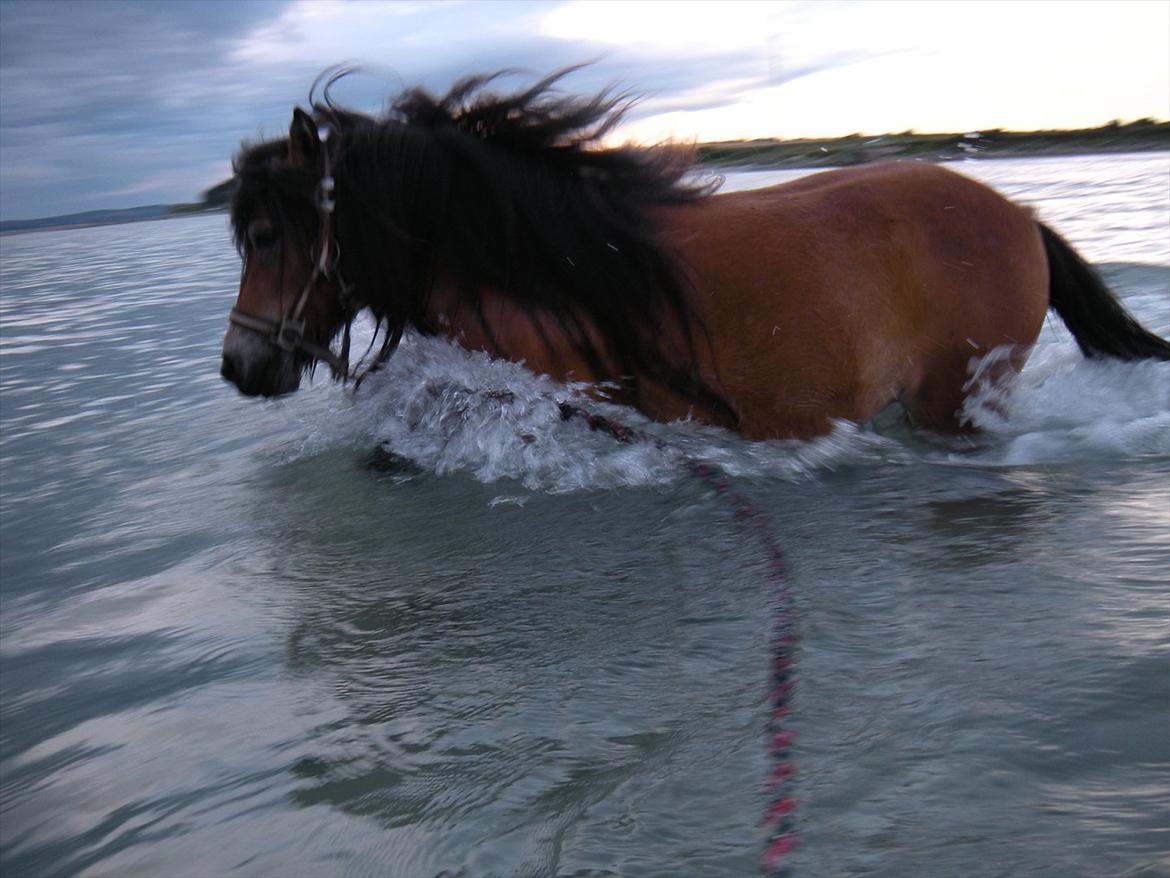 Shetlænder Stald Haven´s  Chloe - jubisom det går i fuld fart billede 4