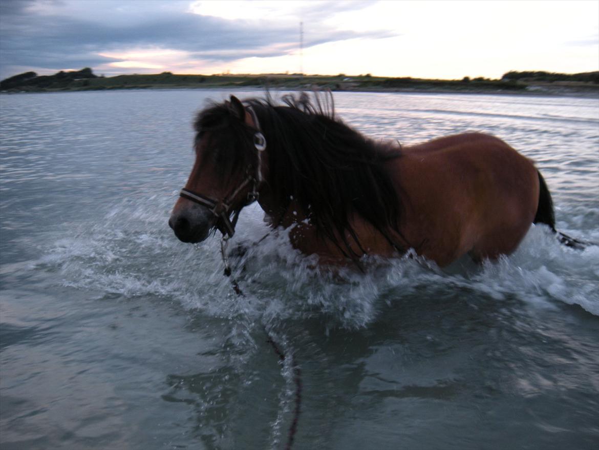 Shetlænder Stald Haven´s  Chloe - hun er super glad for at bade billede 5