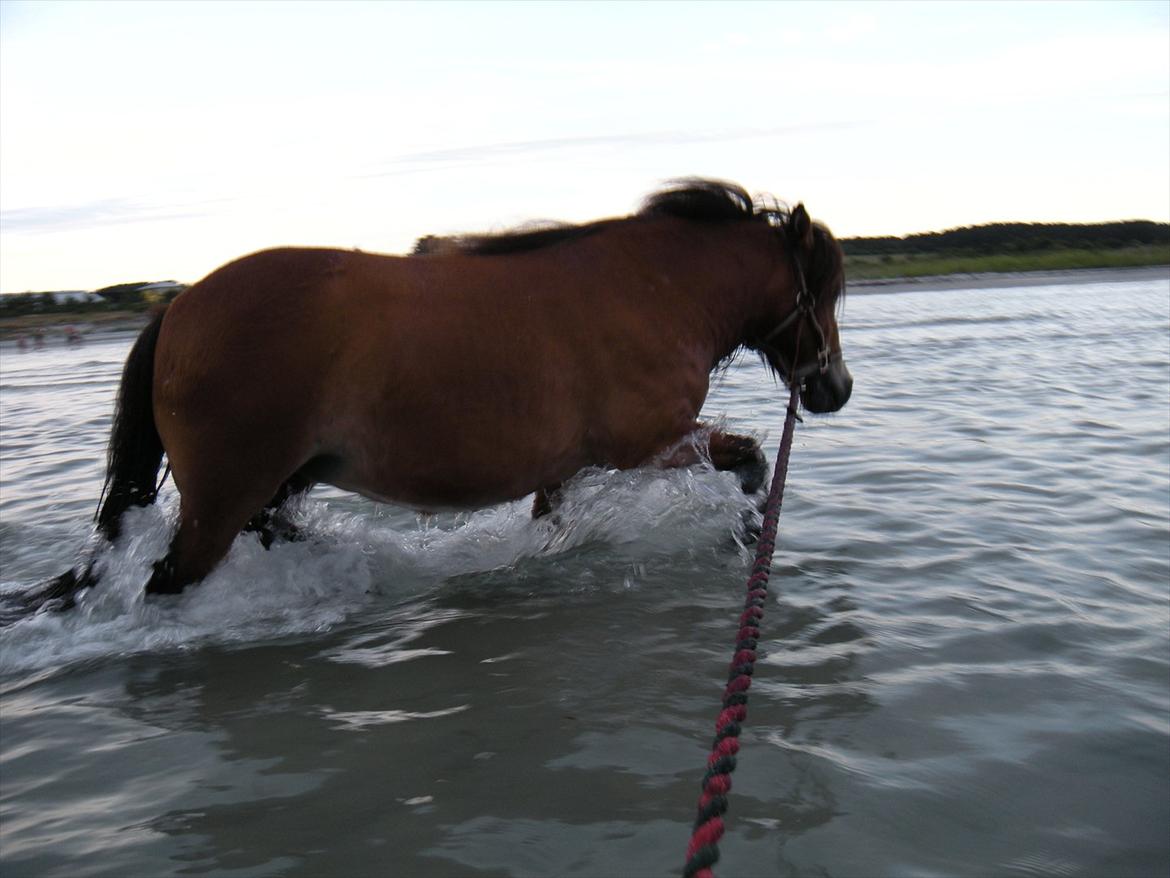 Shetlænder Stald Haven´s  Chloe - det er nu nemmere når der ikke er så dybt billede 6