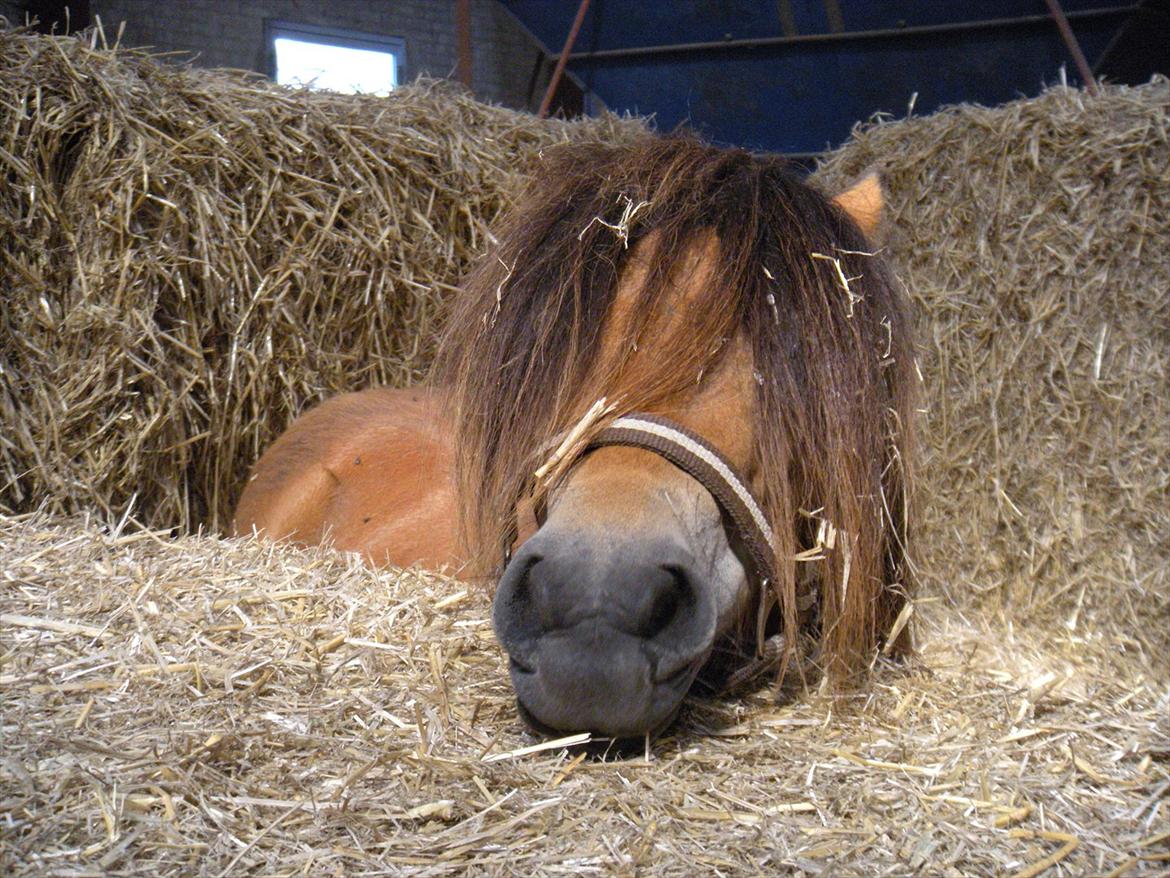 Shetlænder Stald Haven´s  Chloe - Har lige hentet hende, dette er første stop inden turen går hjem. billede 7