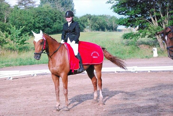 Dansk Varmblod Sion Lightfoot<3 - Klubmesterskaberne 2011 SAS. 
Sion blev nr. 3 - men da det var ham jeg red sidst på skulle jeg til præmie overrækkelse på ham. Jeg vandt på Fiona :-) billede 14