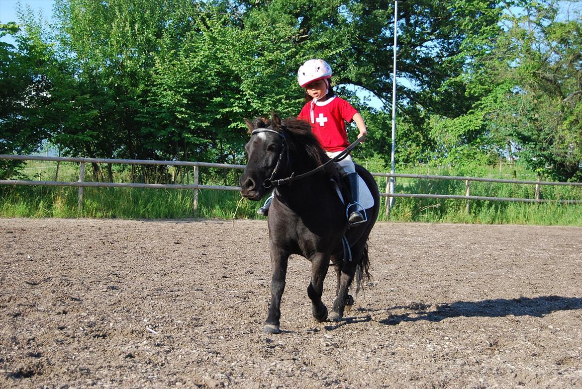 Shetlænder TinTin  (Solgt) - foto: mig selv billede 19