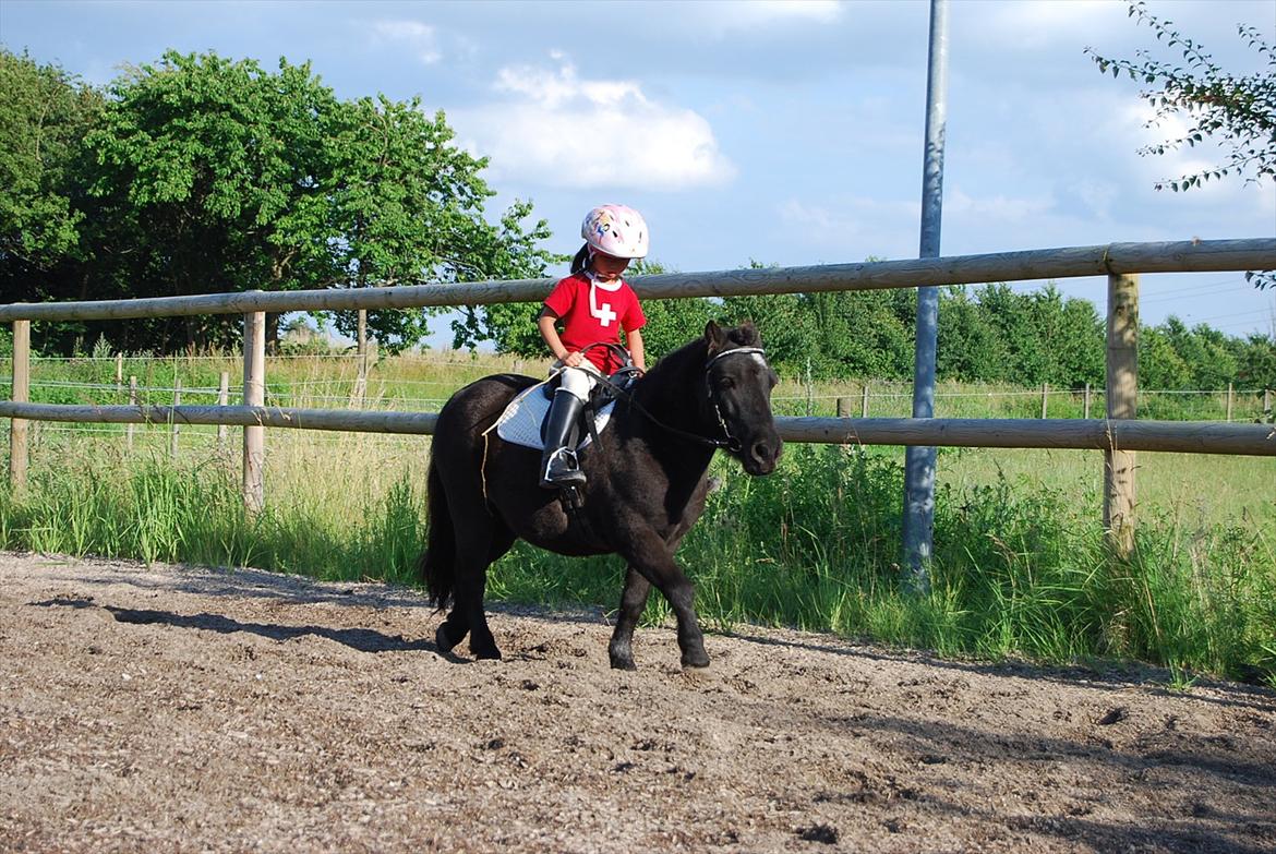 Shetlænder TinTin  (Solgt) - foto: mig selv billede 20