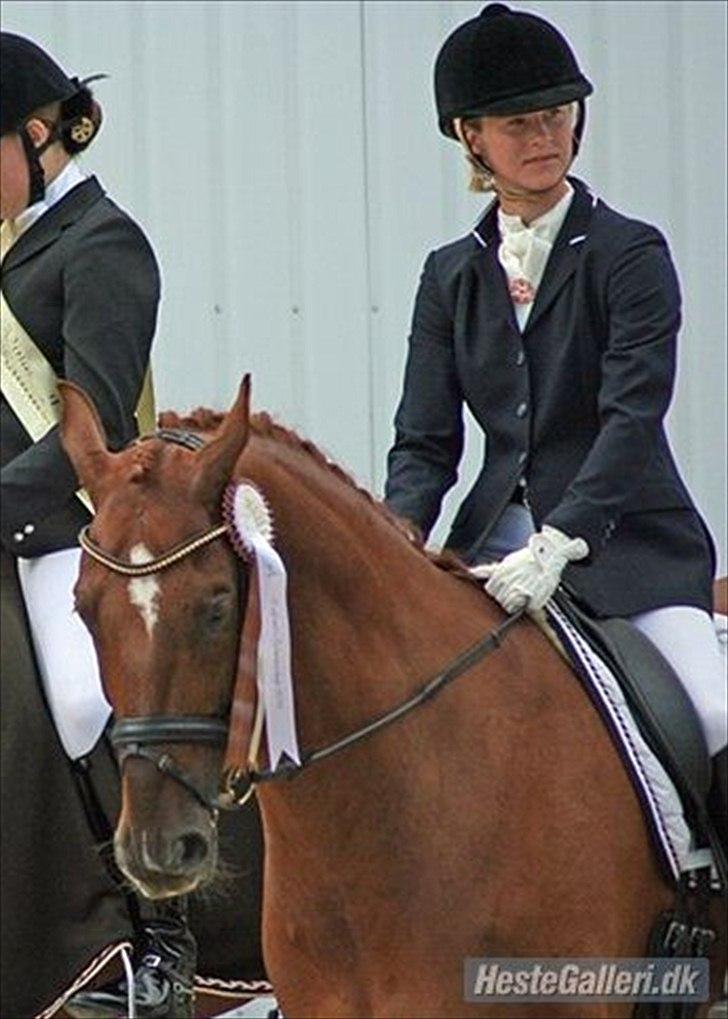 Dansk Varmblod Chameur - Chameur ved præmieoverrækkelsen på Dufours sommerlejr 2011. Foto: Mie Poulsen billede 1