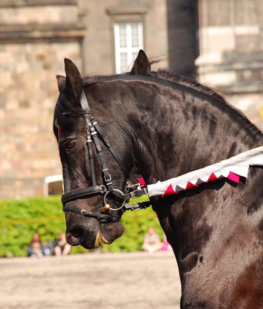 Frieser Lukas - Christiansborg Ridebane 2009 billede 1