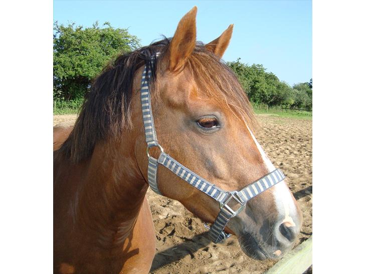 {{currentPhoto.altText}} billede {{currentPhoto.number}}