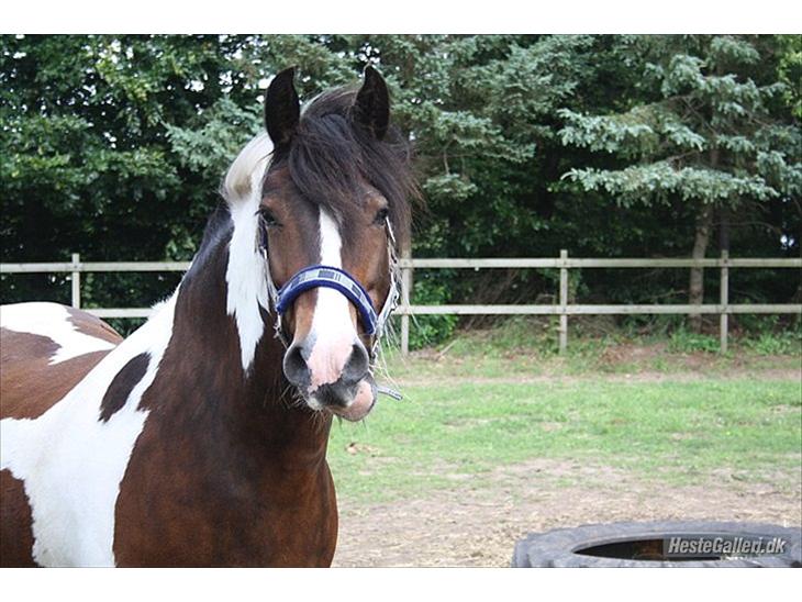 {{currentPhoto.altText}} billede {{currentPhoto.number}}