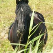 Welsh Pony af Cob-type (sec C) Rytterbjergets Nestor (SOLGT) (HJÆLP)