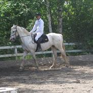 Knabstrupper Jollys Golden Sun Spot