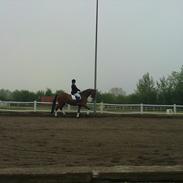 Dansk Varmblod Filippo