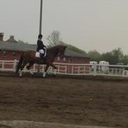 Dansk Varmblod Filippo