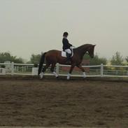 Dansk Varmblod Filippo