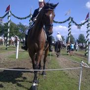 Dansk Varmblod Filippo