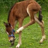 Welsh Pony af Cob-type (sec C) Aberlour Albin