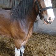 Shire Bjerggårdens Tyfon