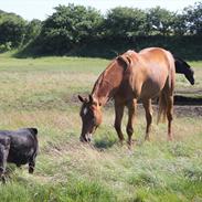 Arabisk fuldblod (OX) Ghazal al bahir ox