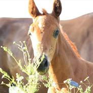 Dansk Varmblod Olesens Chica