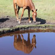 Arabisk fuldblod (OX) Ghazal al bahir ox