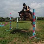 Welsh Pony af Cob-type (sec C) Basse 