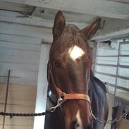 Dansk Varmblod Bombay