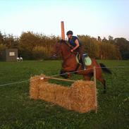 Standardbred Only Schwarzkopf (One More Moving)