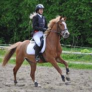 DSP Tranholms Chicago