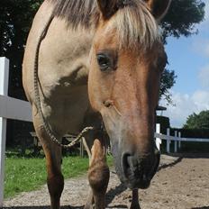 Anden særlig race Odin 