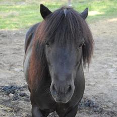 Shetlænder Prop †  