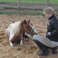 Anden særlig race Nørgaards Spotlight