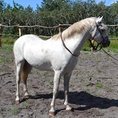Welsh Pony (sec B) Klintholms Sir Jeff (Bebber)