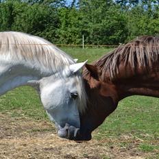 Welsh Pony (sec B) Klintholms Sir Jeff (Bebber)