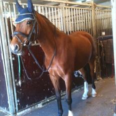 Hollandsk Sportspony Kira